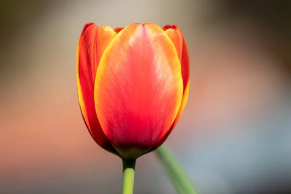 Jeden Zoom Czerwony Tło Kwiat — Zdjęcie stockowe