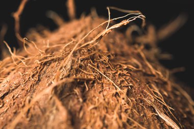 Hindistan cevizi yakın çekim arka plan görüntüsü kıllı kabuğu