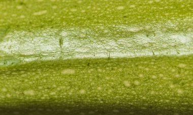 Kabak veya kabak - taze sebze kapat