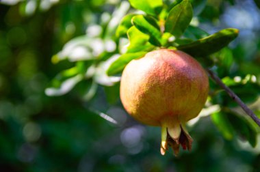 Sarı nar meyve ağacı üzerinde olgunlaşma