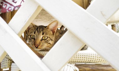 Kedi sakladı ve çitin altından bakıyor