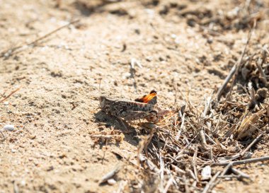 Çekirge yakın çekim kumsalda
