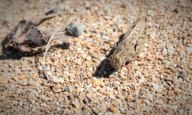 Çekirge yakın çekim kumsalda