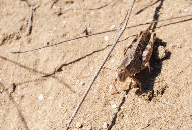 Çekirge yakın çekim kumsalda
