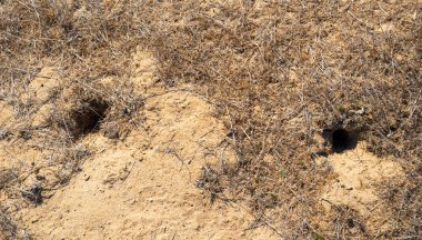 Delik yere bozkırda bilinmeyen bir hayvan