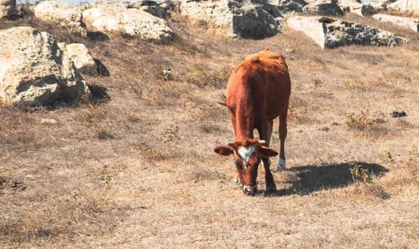 Krowy Pasące Się Łące Porze Suchej — Zdjęcie stockowe