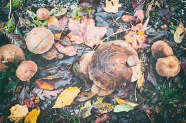 Orman toprağa mantar ve sararmış yapraklar