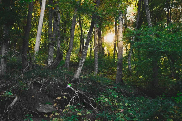 森林景观的灌丛 阳光照射通过树冠的树木 — 图库照片