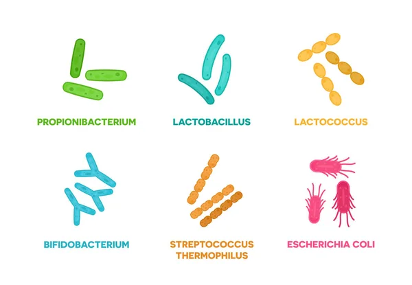 Probiotics. Set of good bacteria and microorganisms concept isolated on white background. Propionibacterium, lactobacillus, lactococcus, bifidobacterium, streptococcus thermophilus, escherichia coli — Stock Vector