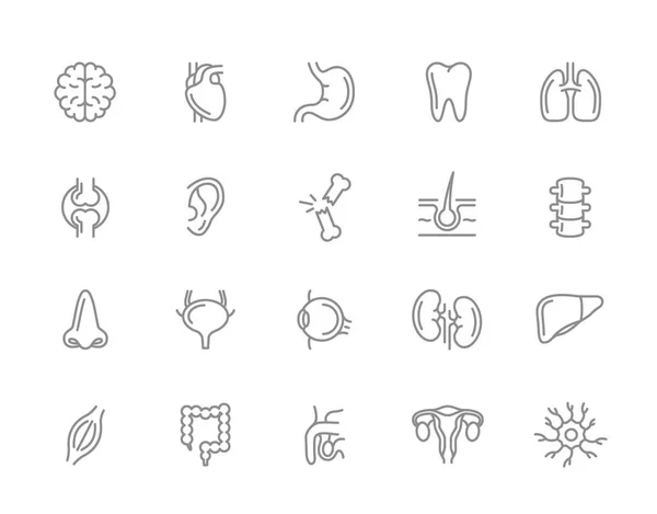 Conjunto de ícones de linha de anatomia e órgãos. neurônio, pênis, útero, intestino, músculo, nariz, bexiga, olho, fígado, rim, coração, cérebro, estômago, dente, pulmão, articulação, orelha, osso, cabelo, espinha dorsal e muito mais . — Fotografia de Stock