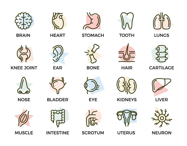 Набор анатомических и органных цветных иконок с названиями. Нейрон, пенис, матка, кишечник, мышцы, нос, мочевой пузырь, глаз, печень, почки, сердце, мозг, желудок, зуб, легкие, сустав, ухо, кость, волосы — стоковое фото