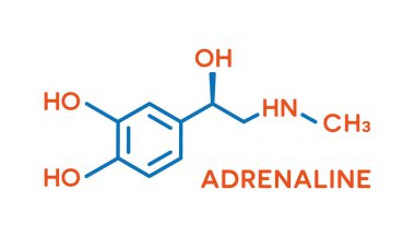 Adrenaline hormone molecular formula. Human body hormones symbol clipart