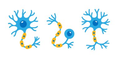 Görünür dendritleri, aksonları ve miyelin kılıfları olan üç nöron tipi. Nöroloji, biyoloji veya tıbbi bilgi grafikleri için eğitici düz tasarım.