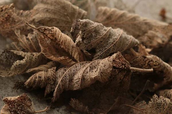 Crisp Brown Curly Autumn Leaves — Stock Photo, Image