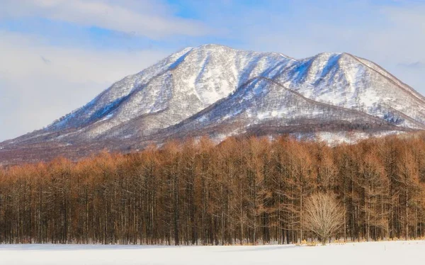 Bosque Invierno Con Montañas Nevadas Fondo —  Fotos de Stock