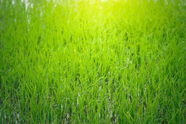 Soft Focus Blur Close Yellow Green Rice Field Texture Growing — Stock Photo, Image