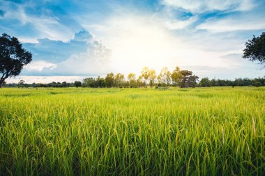 Yeşil teraslı pirinç alan yeşil çim mavi gökyüzü bulut bulutlu manzara arka planda akşam ve ışın günbatımı Asya kırsal kesimde