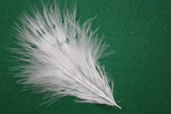 White Feather Background — Stock Photo, Image