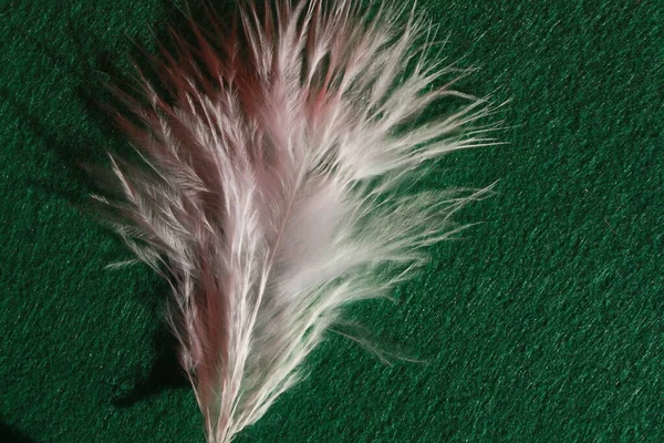 White Feather Background — Stock Photo, Image