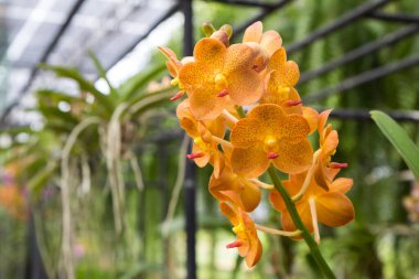 Orkideler Tayland 'da Portakal Çincesi Ascocenda