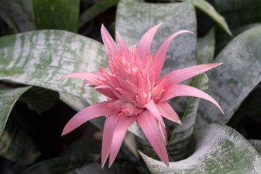 Pembe Bromeliad çiçeği ya da bahçedeki Aechmea fasciata