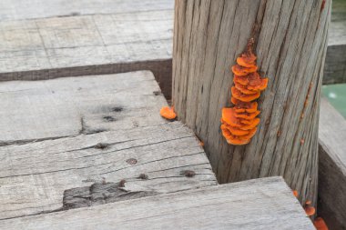 Tahta köprü sütununa konmuş turuncu mantar.