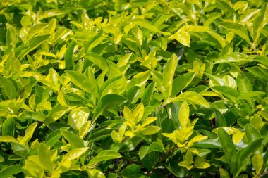 Yeşil ağaç duvar çiti dokusu arkaplanı