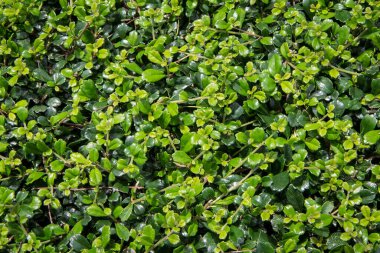 Yeşil ağaç duvar çiti dokusu arkaplanı