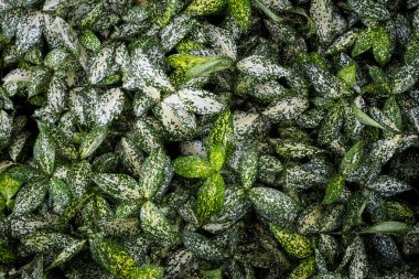 Altın tozu drakena, Benekli Dracaena (Dracaena surculosa Lindl. Bahçede tropik bitkiler yetişir.