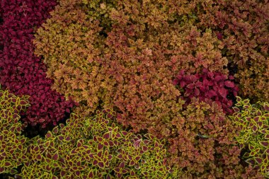 Coleus, boyalı ısırgan otu. Solenostemon scutellarioides (L) sivri yapraklı, sivri uçlu, kıvrık yapraklı ve kıllı yapraklı küçük bir çalılıktır..