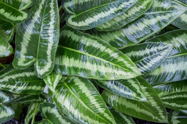 Schismatoglottis sp. (Araceae) Genellikle süs bitkisi olarak yetişir. Yapraklar yeşil ve beyaz çizgilidir..