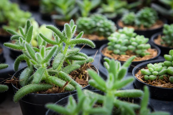 Delosperma Echinatum Κάκτος Στο Φυτώριο — Φωτογραφία Αρχείου