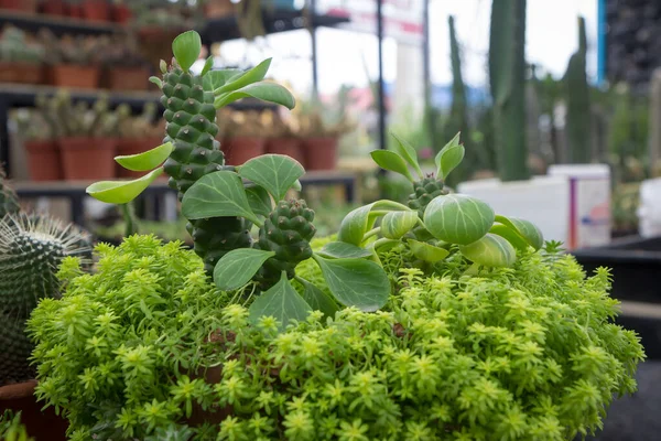 Sedum Burrito Burro Tail Donkey Tail Πράσινα Και Σαρκώδη Φύλλα — Φωτογραφία Αρχείου