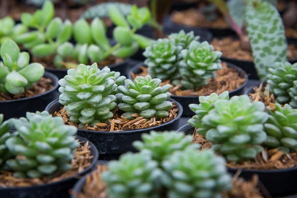 Sedum Burrito Burro Tail Donkey Tail Πράσινα Και Σαρκώδη Φύλλα — Φωτογραφία Αρχείου