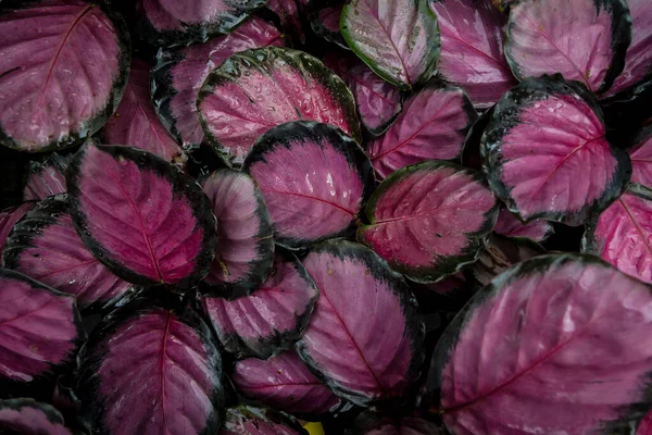 Calathea Karmínově Růžová Malý Keř Zdobit Zahradu Dům Krásně — Stock fotografie