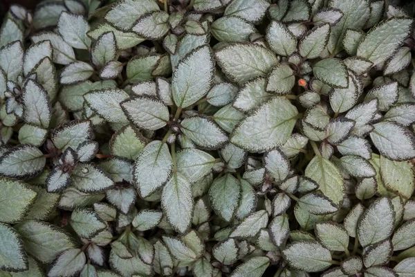 Episcia Cupreata Silver Skies 장식을 — 스톡 사진