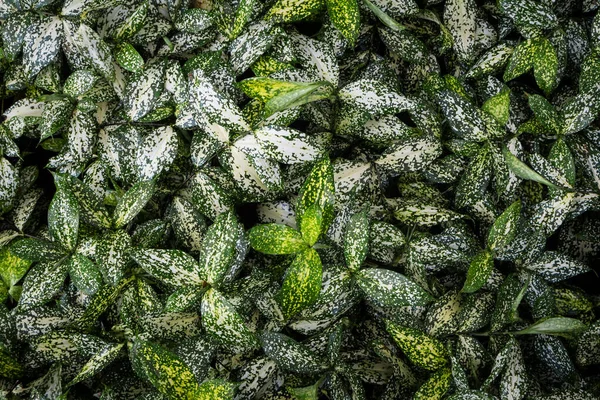 Altın tozu drakena, Benekli Dracaena (Dracaena surculosa Lindl. Bahçede tropik bitkiler yetişir.