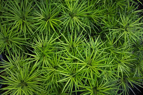 Roślina Pająka Chlorophytum Rośliny Ozdobne Ogrodach Domach Mogą Wchłaniać Toksyny — Zdjęcie stockowe