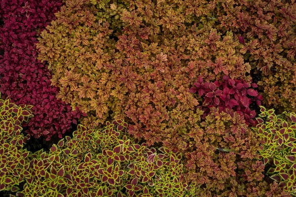 Coleus Painted Nettle 톤스쿠 리오스 들쭉날쭉 가장자리 곱슬곱슬 잎으로 이루어진 — 스톡 사진