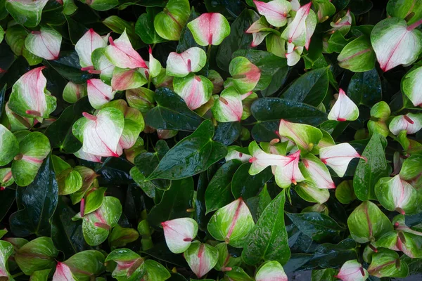 Anthurium Tai Nosturi Kukka Lähikuva Kirkkaan Punaiset Kukat Koristella Puutarha — kuvapankkivalokuva