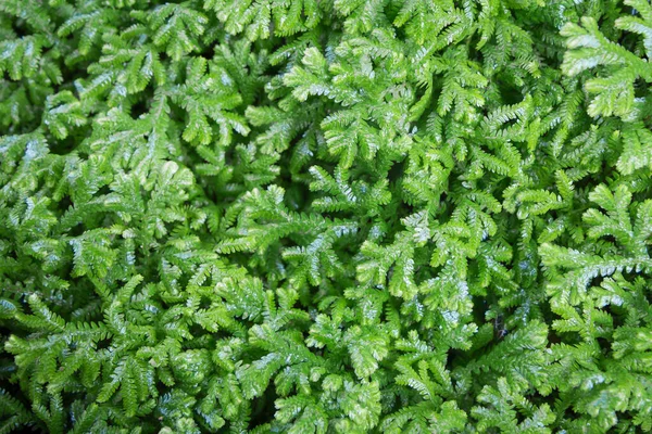 Спайк Мосс Selaginella Spp Наземные Растения Типа Fern Пригодны Посадки — стоковое фото