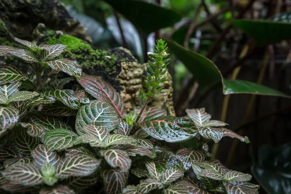 Fittoniaver Schaffeltii Zahradě — Stock fotografie