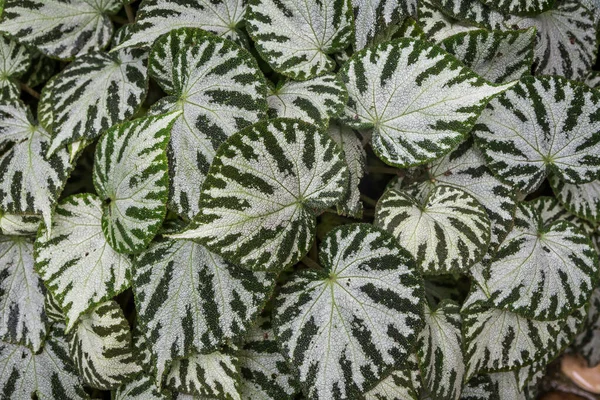 Schismatoglottis Araceae Popularly Grown Ornamental Plant Leaves Green White Stripes — Stock Photo, Image