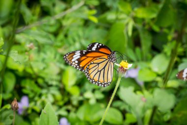 Kelebek bulanık bir arka planı olan bir çiçeğin üzerine tünemiş.