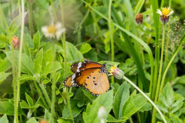 Kelebek bulanık bir arka planı olan bir çiçeğin üzerine tünemiş.
