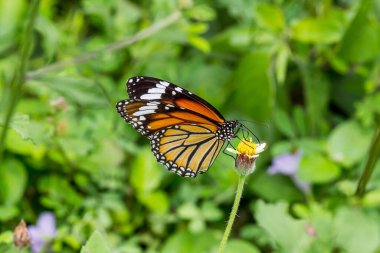 Kelebek bulanık bir arka planı olan bir çiçeğin üzerine tünemiş.