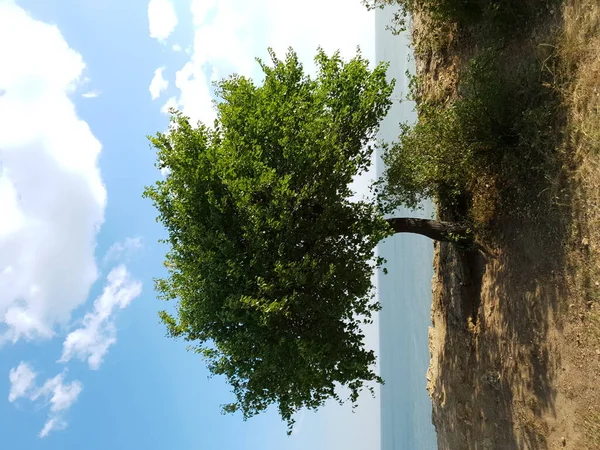 海の上の崖の上の孤独な木 — ストック写真
