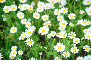 Güzel papatyalar yeşil bir çayırda yetişir