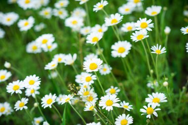 Güzel papatyalar yeşil bir çayırda yetişir