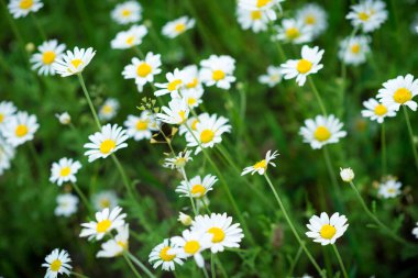 Güzel papatyalar yeşil bir çayırda yetişir